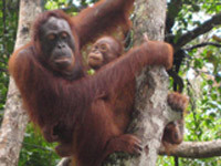 pic_orangutan4.jpg